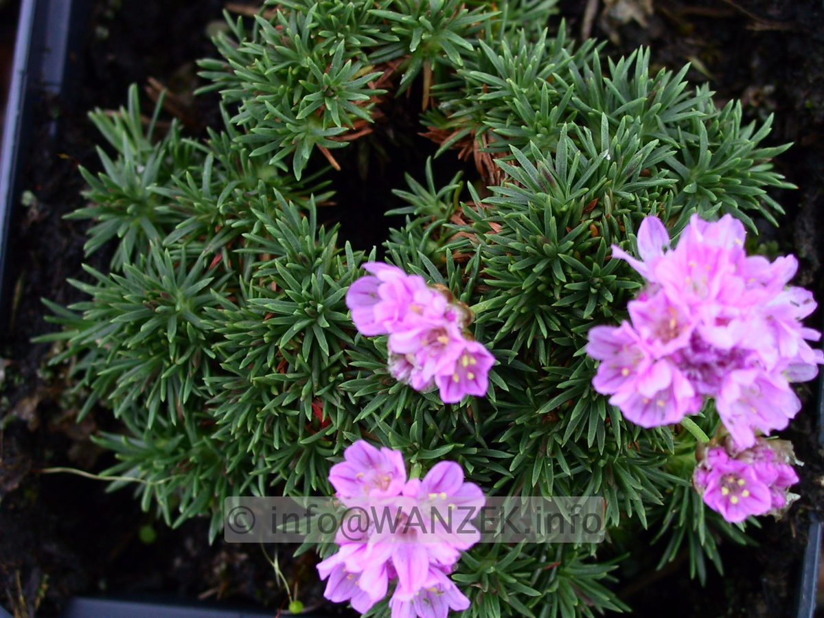 Armeria juniperifolia 02.jpg